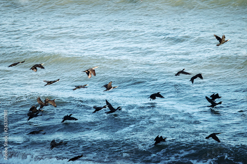 Great Cormorant on the Black sea photo