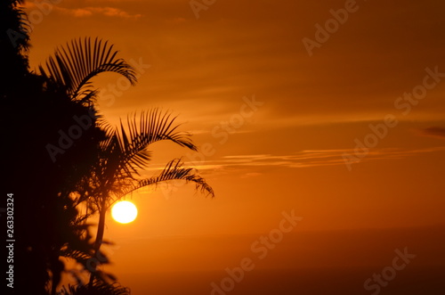 Sonnenuntergang mit einer Palme im Vordergrund