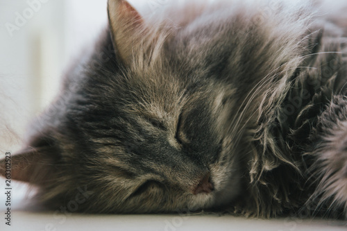 Portrait of grey cat sleeping