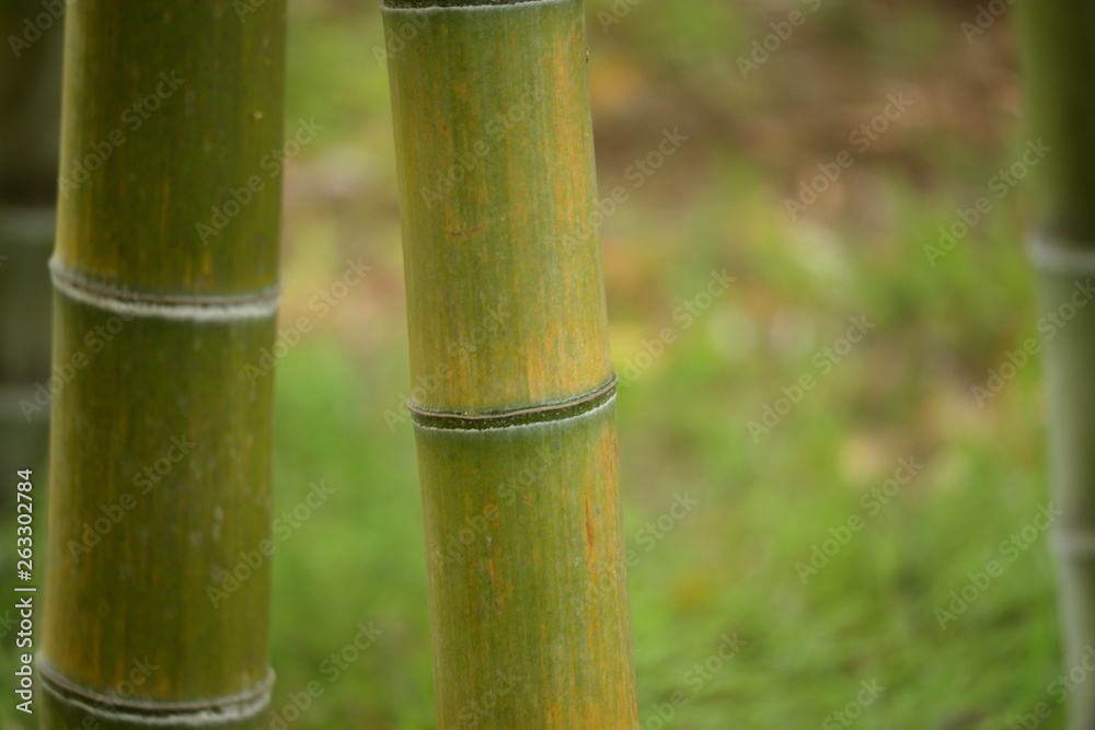 Fototapeta premium 竹林