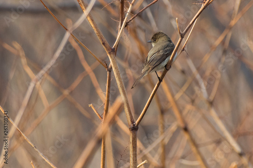 Eastern phoebe (Sayornis phoebe) in spring