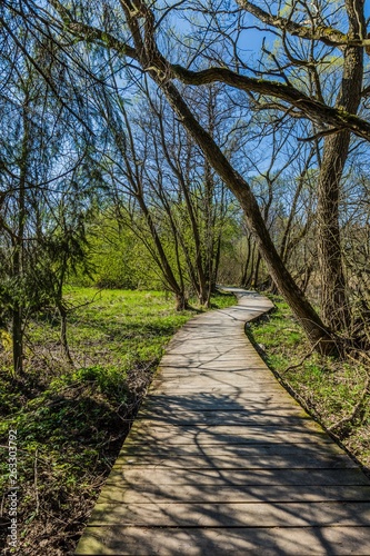 Boardwalk in a marshland, Czech Republic, shadows of trees on a sunny spring day with blue sky, fresh green vegetation, vertical image