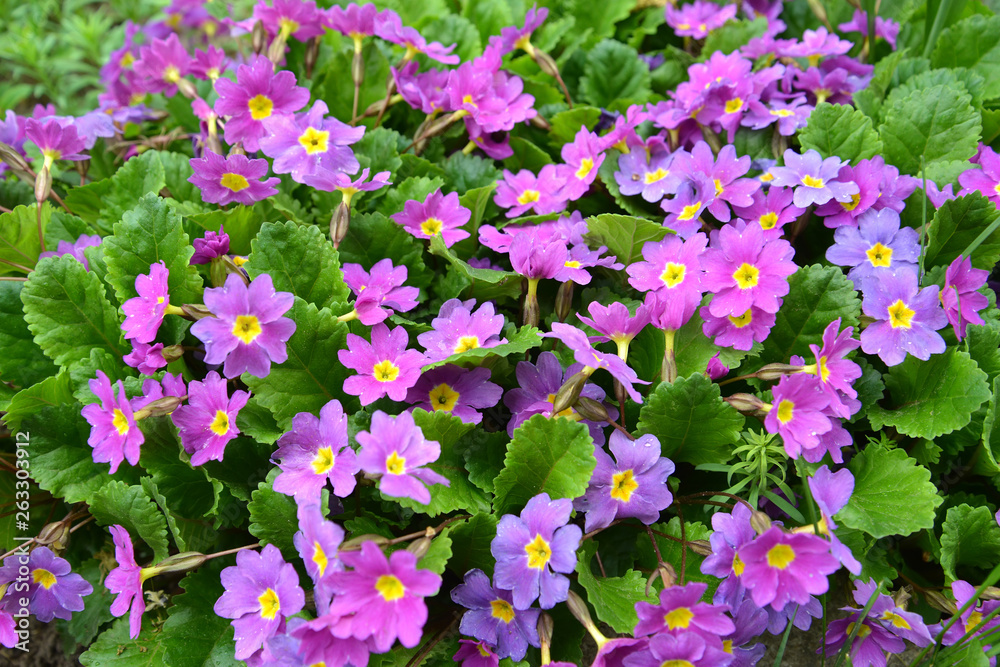 Fototapeta premium The blossoming primrose (Primula l.) lilac color