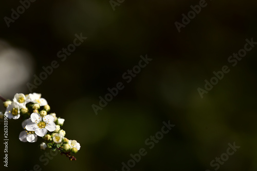 hintergrund mit zarter blütenranke aus weißen blumen im frühling
