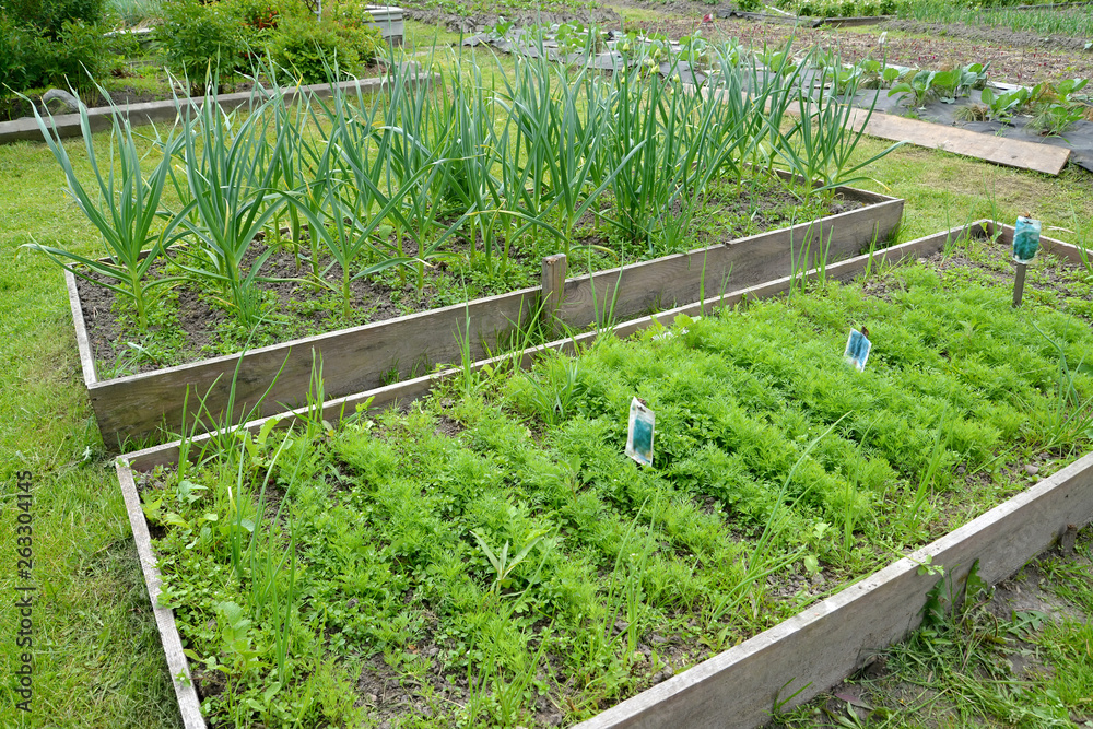 Bed with fennel and garlic on the seasonal dacha Bed with fennel and garlic on the seasonal dacha