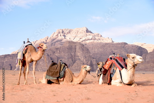 Camels, Wadi Rum, Jordan © TheUntravelledWorld