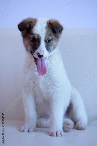 White with brown puppy photo