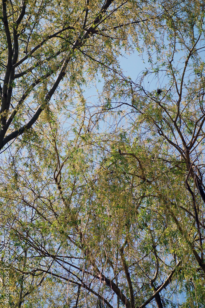 Forest of blossoming shallows on the bank of the river Forest of blossoming shallows on the bank of the river
