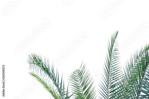 Tropical palm leaves on white isolated background for green foliage backdrop 