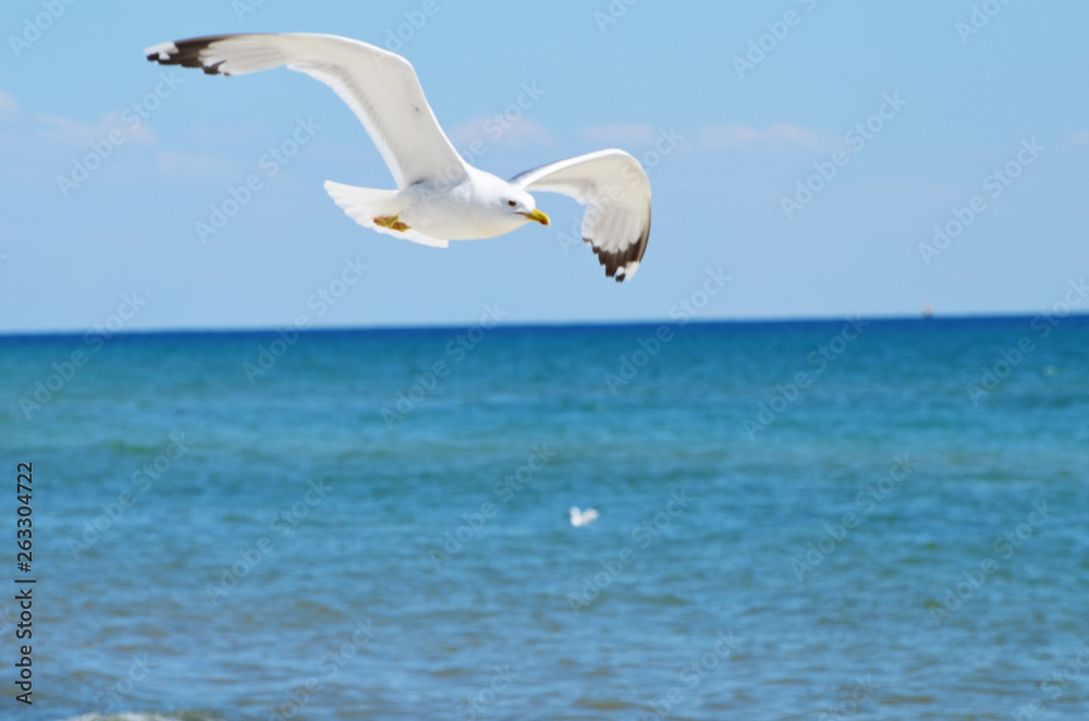 Sea gull flying above the sea,summer photo, rest