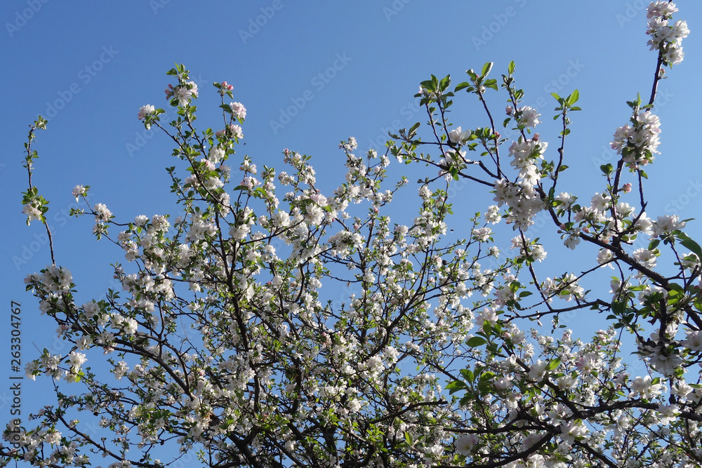 white flowers of a tree in spring white flowers of a tree in spring