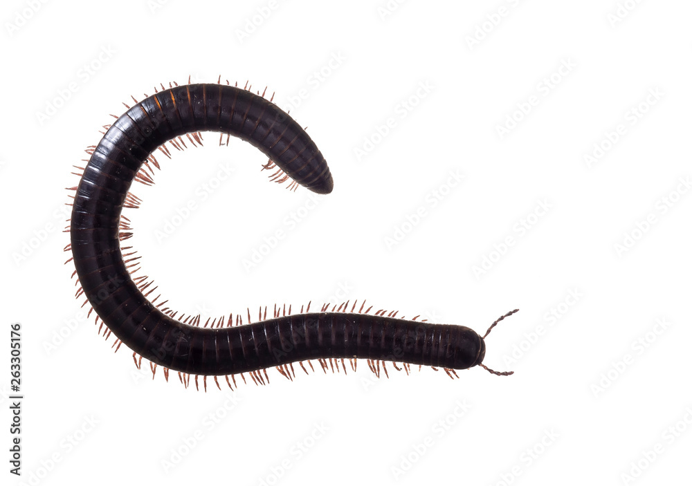 Julidae. Dark brown and orange millipede, about 7cm long, Europe. The ultimate creepy crawly. Isolated on white background. Julidae. Dark brown and orange millipede, about 7cm long, Europe. The ultimate creepy crawly. Isolated on white background.