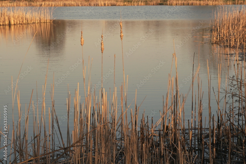 lake with reed mace at sunset, dry reed mace in lake         