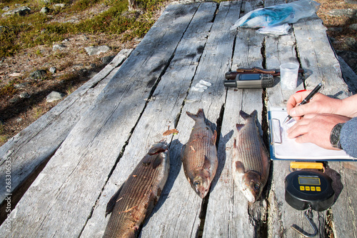 Ichthyological field studies photo