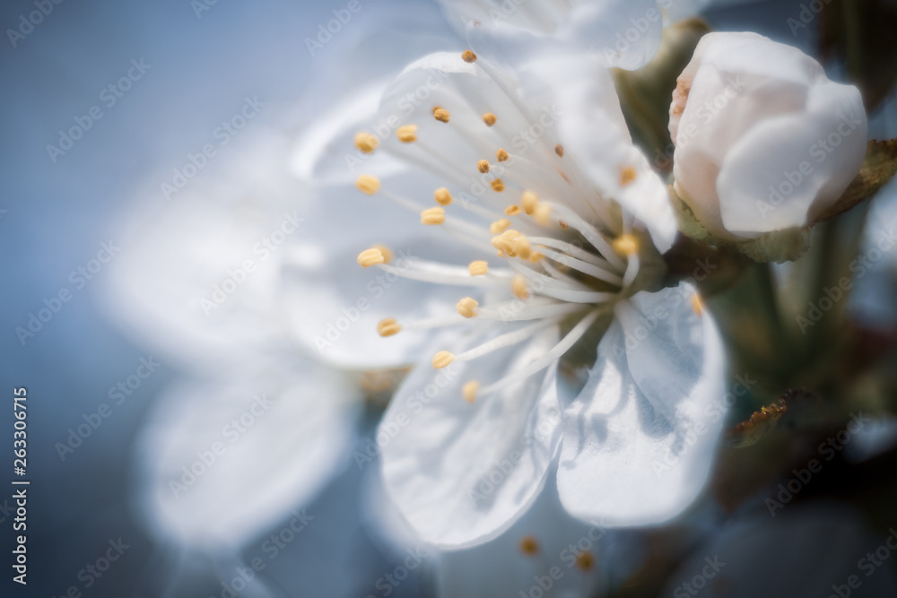 Fototapeta kwitnące kwiaty wiśni