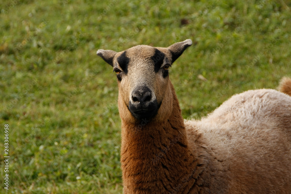 Goats in different breeds Stock Photo | Adobe Stock