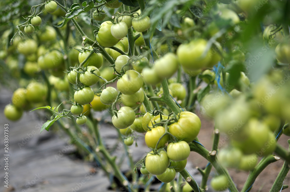 Tomatoes are grown in a greenhouse with drip irrigation Tomatoes are grown in a greenhouse with drip irrigation