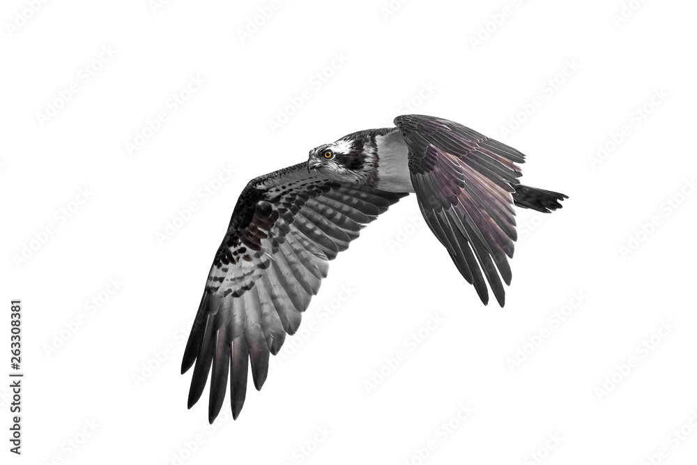 Fototapeta premium Osprey (Pandion haliaetus)