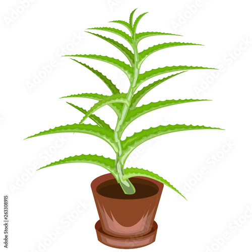 A decorative houseplant in a pot is depicted. Green leaves of aloe vera. Healing  used in medicine. A nice and unpretentious hobby for collectors of cacti. Vector illustration.