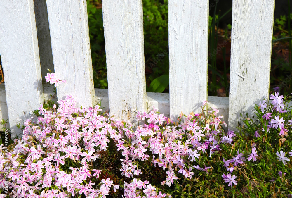 Pink Flowers Adorn White Fence