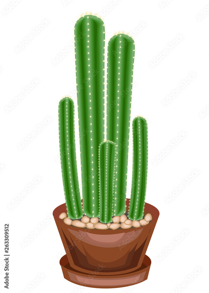 Color picture. Potted plant in a pot. The green cactus is spherical with tubercles covered with spines. Mammillaria, hymnocalicium. Lovely hobby for collectors of cacti. Vector illustration Color picture. Potted plant in a pot. The green cactus is spherical with tubercles covered with spines. Mammillaria, hymnocalicium. Lovely hobby for collectors of cacti. Vector illustration