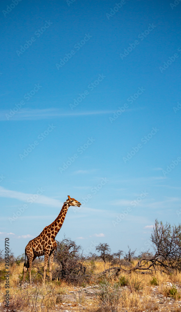 Obraz premium Tall Giraffe Tall Picture