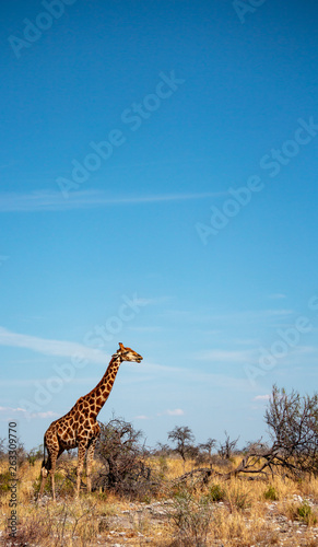 Tall Giraffe Tall Picture