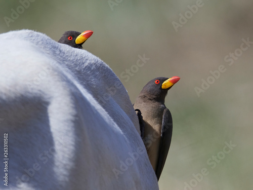 Yellow-billed oxpecker (Buphagus africanus) photo