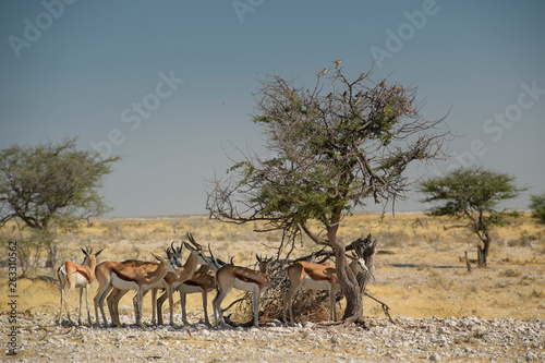 Springbok - Antidorcas marsupialis, beautiful iconic antelop from southern African bushes and plains, Etosha national park, Namibia.
