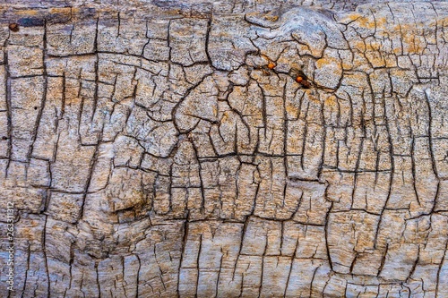 closeup cracked bark background
