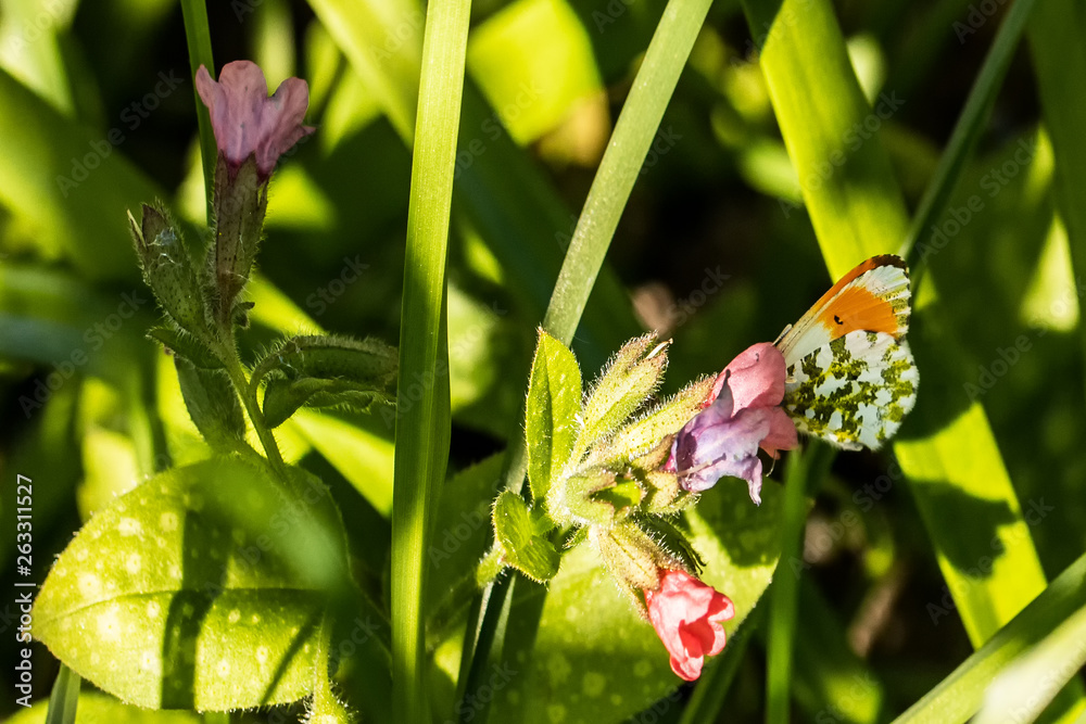 Obraz premium Butterfly