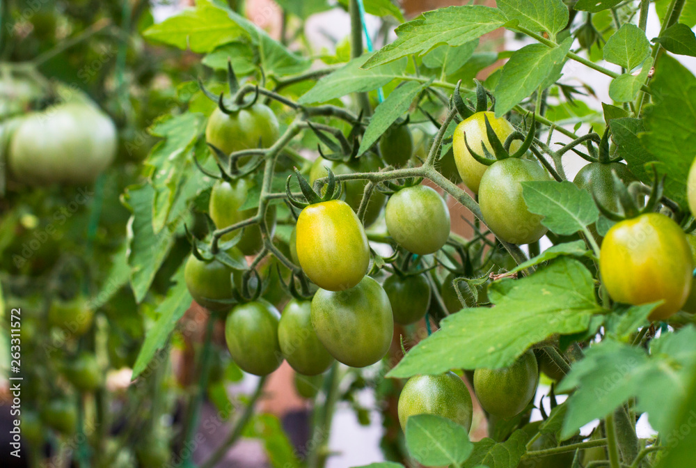 Agriculture, gardening concept. Green tomatoes growing on a branch. Growing tomato plants in the garden. Ripening plum tomatoes in greenhouse. Home production of food concept. Healthy life concept.