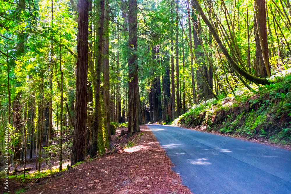 Fototapeta premium Road through the redwoods in Northern California