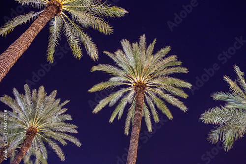 Palms in Palermo