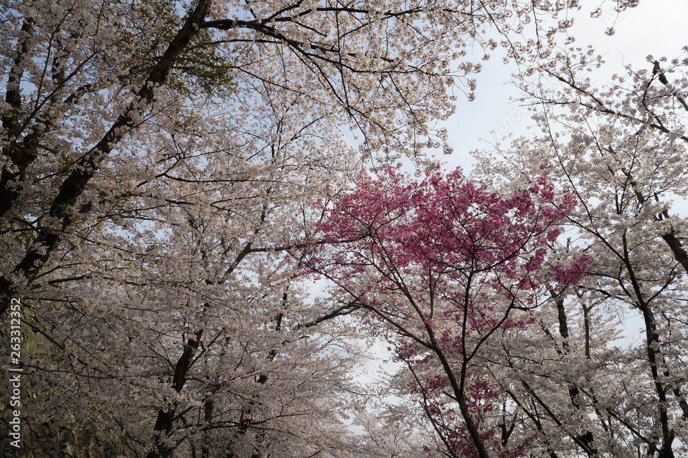 満開の桜の風景
