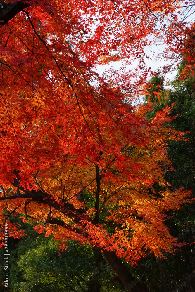 紅葉