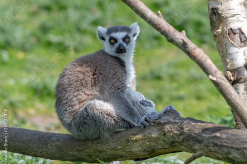 A ring tailed Lemur relaxes on a tree branch in the sun