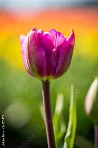 wundersch  ne lila Tulpen in Holland