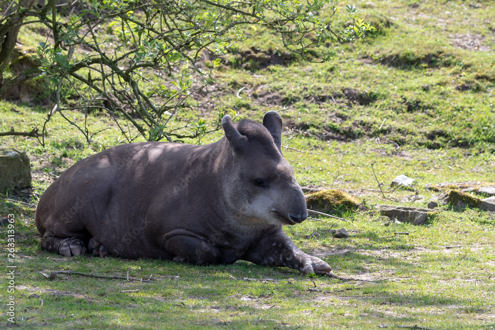 A Brazilian Tapir relaxes in the shade of a tree on a sunny day A Brazilian Tapir relaxes in the shade of a tree on a sunny day
