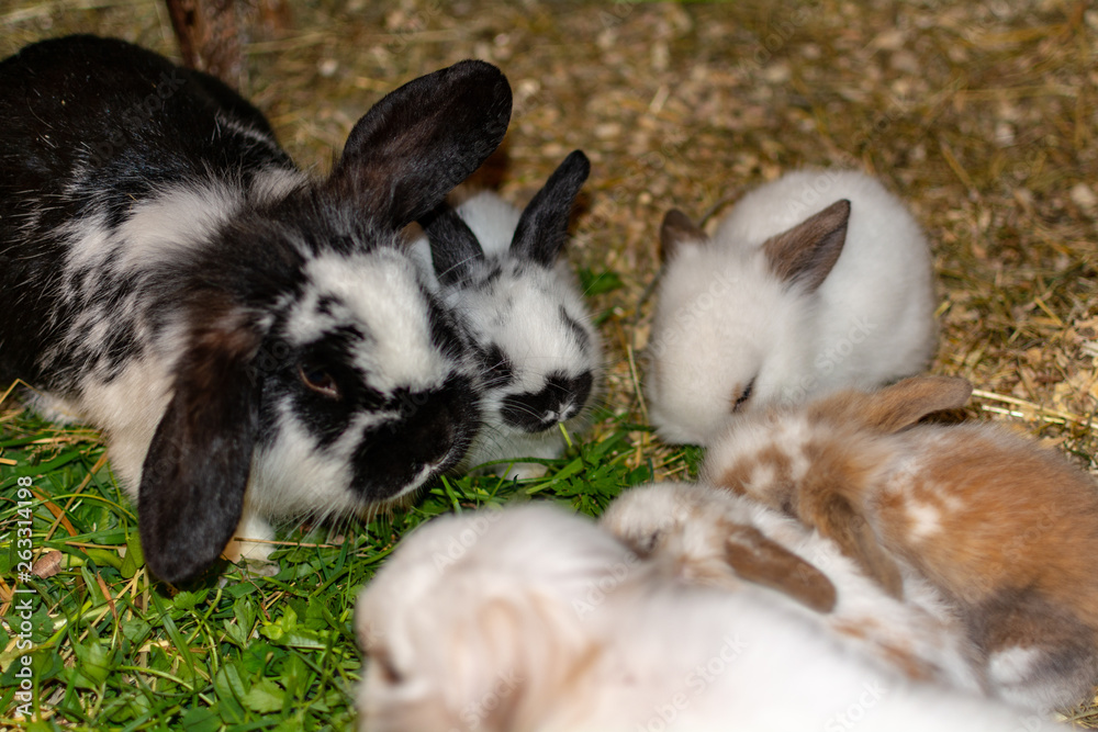 a bunch of bunnys a bunch of bunnys