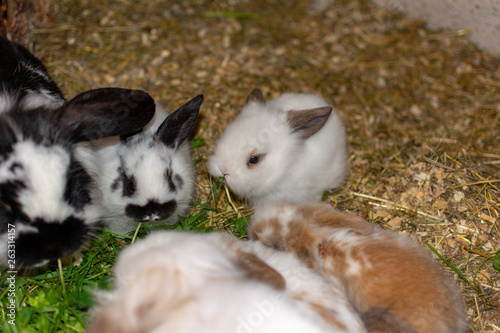 a bunch of bunnys © andreas0h