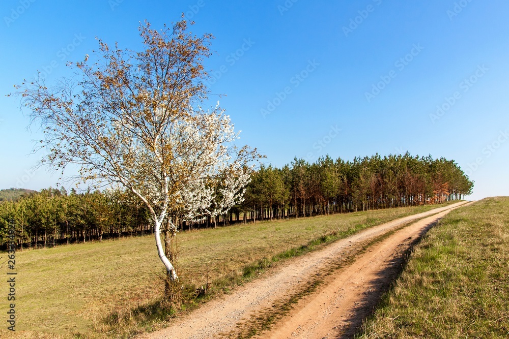 Blossoming cherry on a country road in the Czech countryside. Wild cherry tree in spring. Spring day in the countryside. Blossoming cherry on a country road in the Czech countryside. Wild cherry tree in spring. Spring day in the countryside.