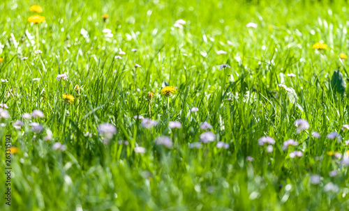 green grass with wild flowers closeup background