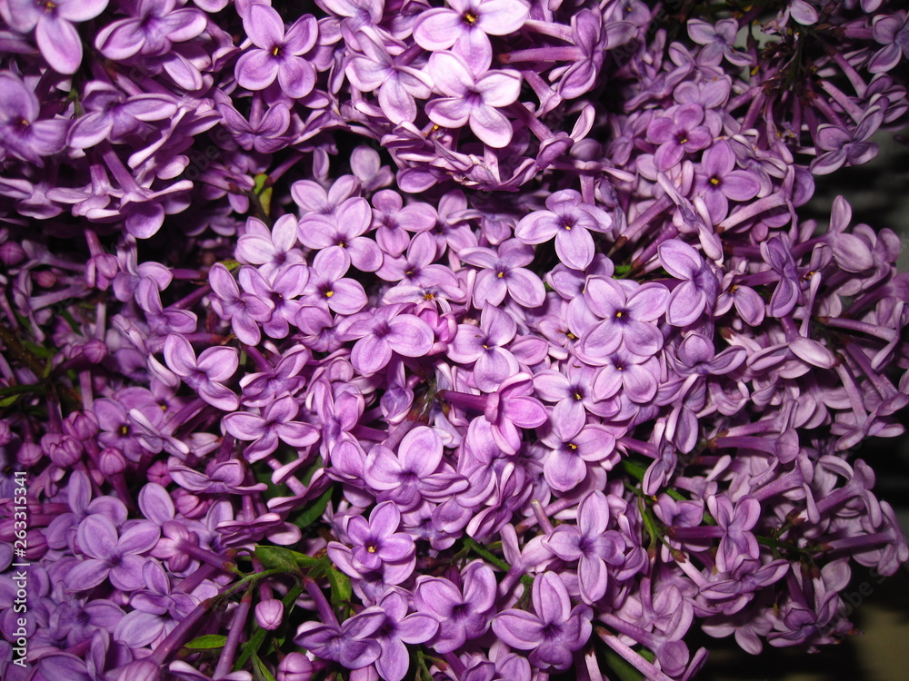 purple flowers on a black background