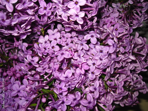 purple flowers on a black background