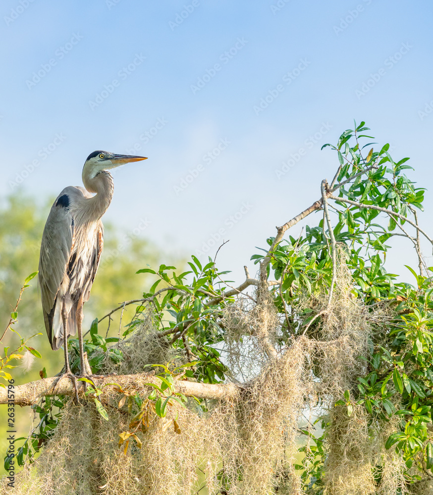 Fototapeta premium Great Blue Heron Perched on Branch