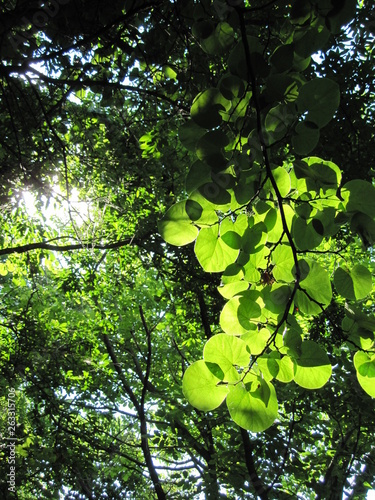 green leaves of a tree