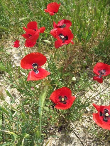 red poppies in a field