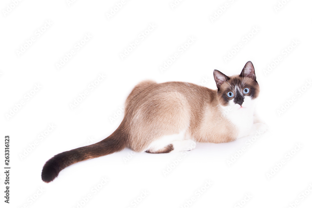 Siamese cat isolated on the white background. thai cat.