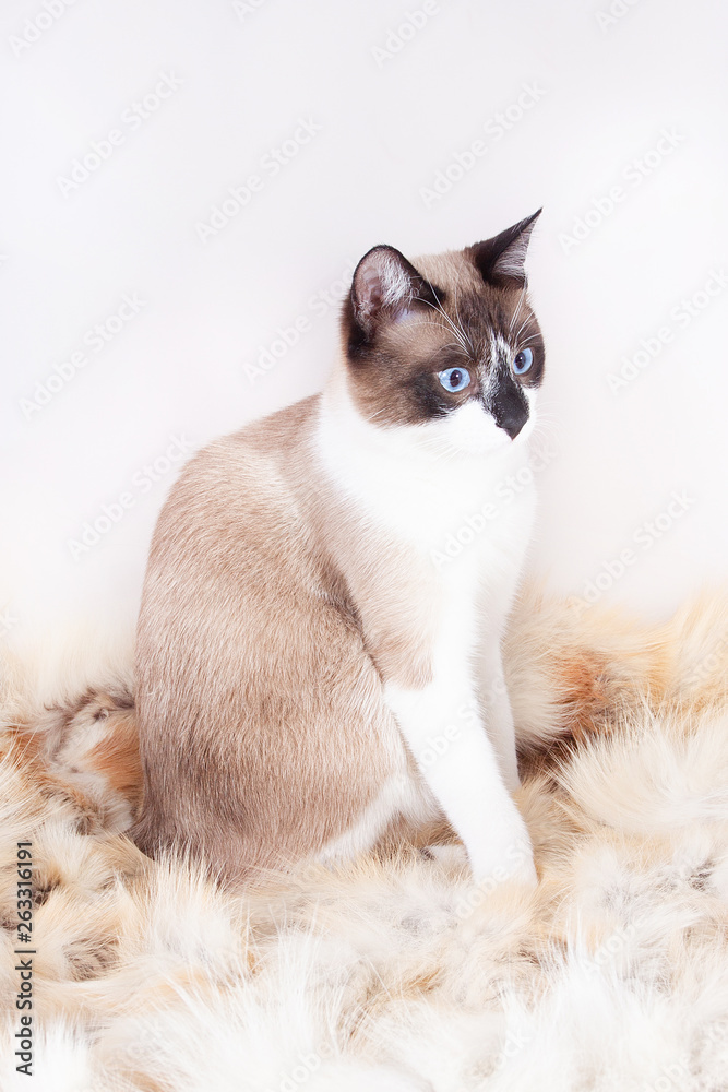 Siamese ( thai ) cat sitting on a fur rug for pets, isolated on the white background